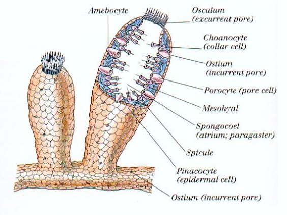 porifera characteristics